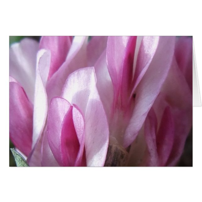 Parad klöver OBS kort (Framsidan Horizontal)