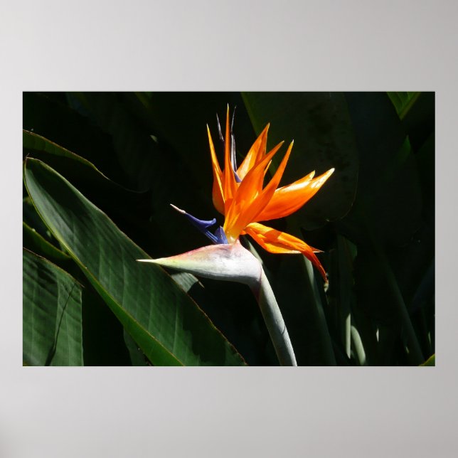 Paradis fågel Orange Tropisk Blomma Poster (Framsidan)