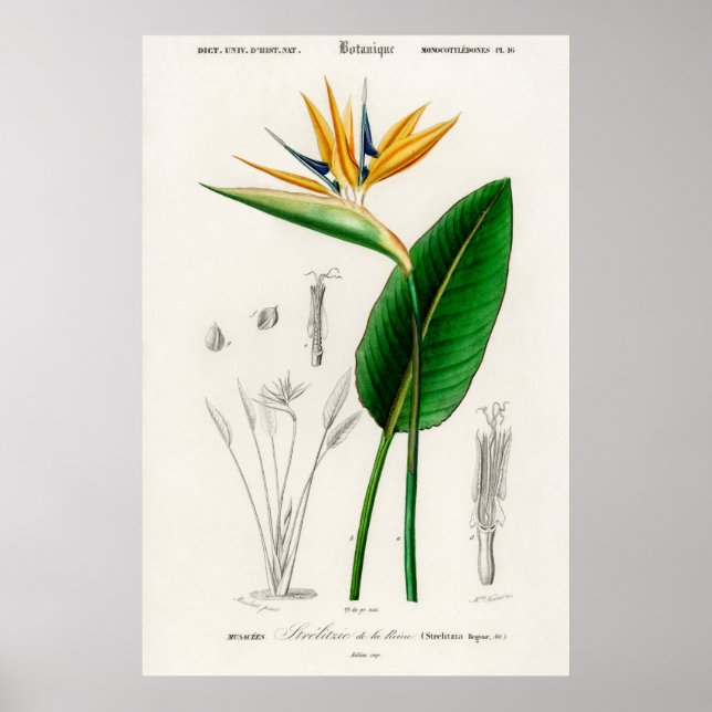 Paradis fågel (Strelitzia Reginae) Poster (Framsidan)