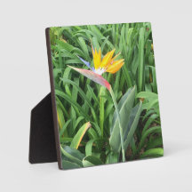 Paradisanläggningens fågel (Strelitzia)
