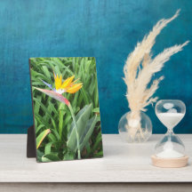 Paradisanläggningens fågel (Strelitzia)