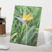 Paradisanläggningens fågel (Strelitzia)