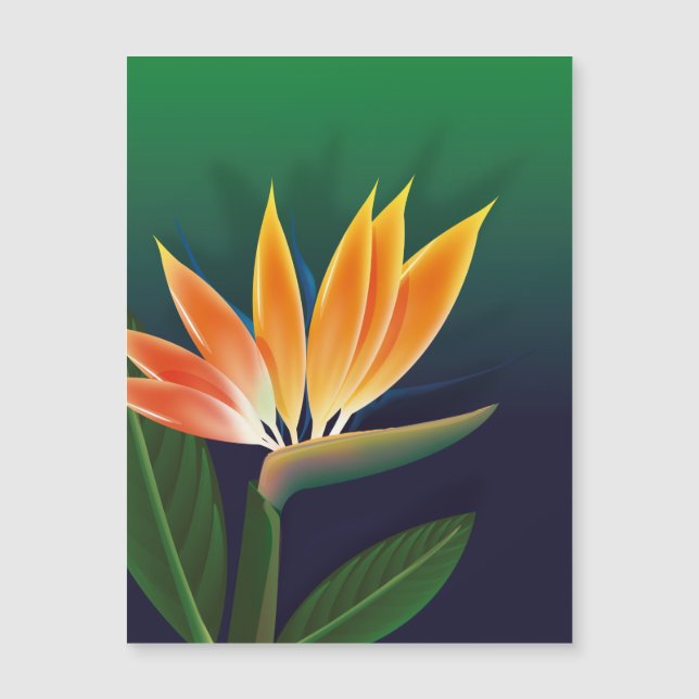 Paradisblommans fågel (Framsida)