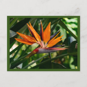 Paradisblommans fågel vykort