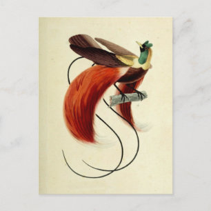 Paradise, Bird Illustration, Vintage Vykort