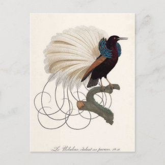 Paradise Bird Postcard Vykort
