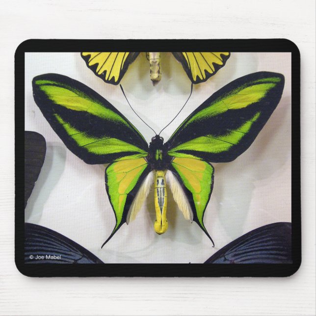 Paradise birdwing , Ornithoptera paradisea Musmatta (Framsidan)