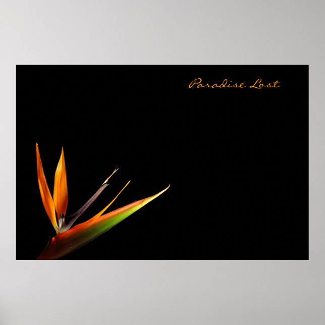 Paradise Borttappad Poster (Framsidan)