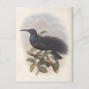 Paradise-fågeln av John Gould, Bird Illustration Vykort