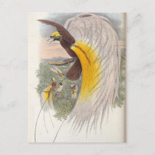 Paradise-fågeln av John Gould, Bird Illustration Vykort