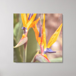 Paradise-fågeln Canvastryck