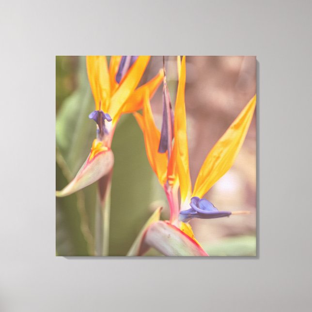 Paradise-fågeln Canvastryck (Framsida)
