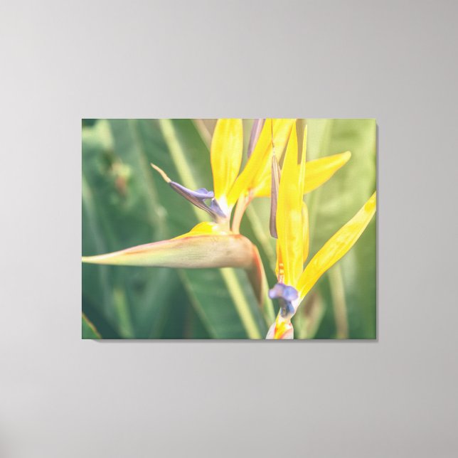 Paradise-fågeln Canvastryck (Framsida)