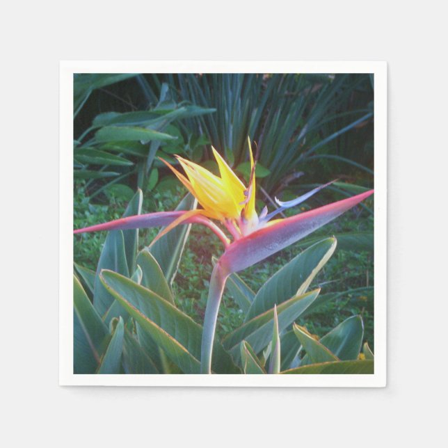 *Paradise-fågeln * Cocktail Napkins Pappersservett (Framsidan)