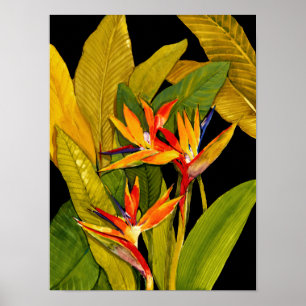 Paradise-fågeln Poster