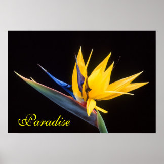Paradise-fågeln Poster