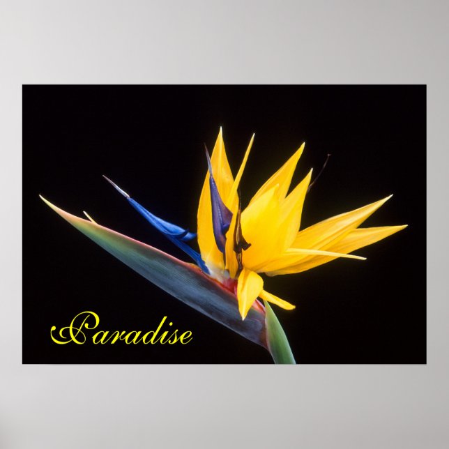 Paradise-fågeln Poster (Framsidan)