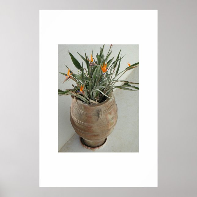 Paradise-fågeln Poster (Framsidan)