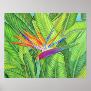 Paradise-fågeln Poster