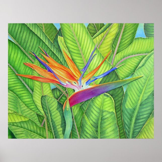 Paradise-fågeln Poster (Framsidan)