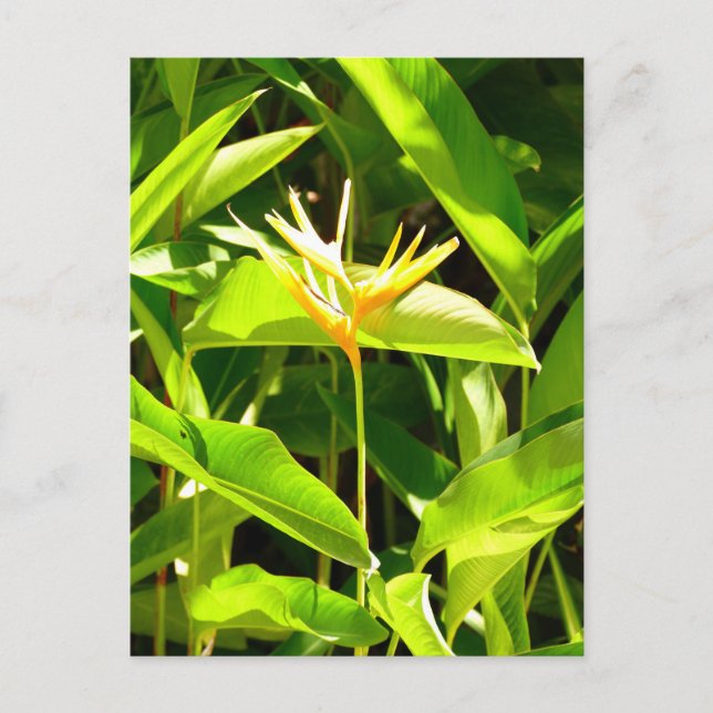 Paradise-fågeln Vykort (Framsida)