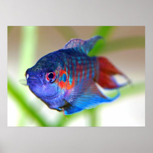 Paradise fish poster