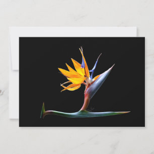 Paradise Flower