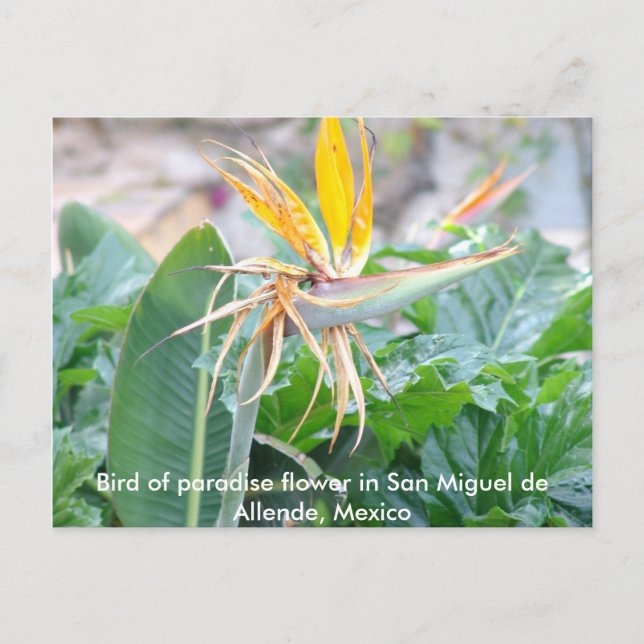 Paradise Flower Postcard Vykort (Framsida)