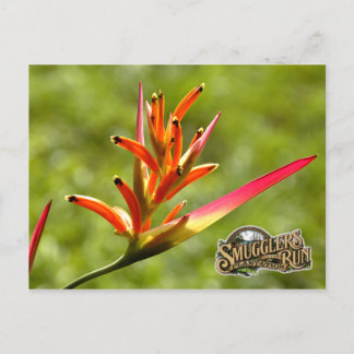 Paradise Flower Vykort