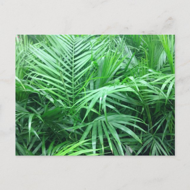 Paradise Handflatan Vykort (Framsida)