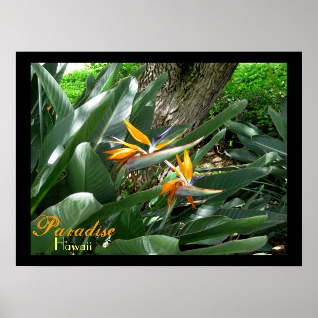 Paradise Hawaii Poster (Framsidan)