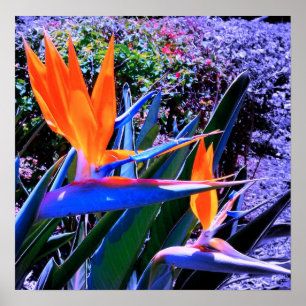 Paradise Hawaiis fåglar Poster