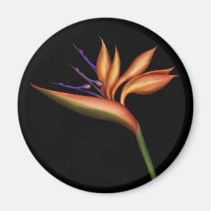 Paradise Magnet-fåglar Magnet