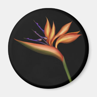 Paradise Magnet-fåglar Magnet