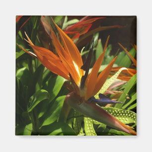 Paradise Magnets födelse Magnet