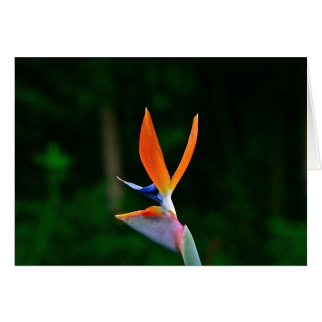 Paradise, Maui Hälsningskort (Framsidan Horizontal)