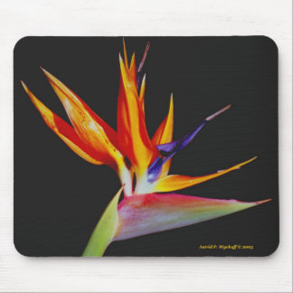 Paradise Mousepads fåglar Musmatta