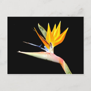 Paradise Plant Postcard Vykort