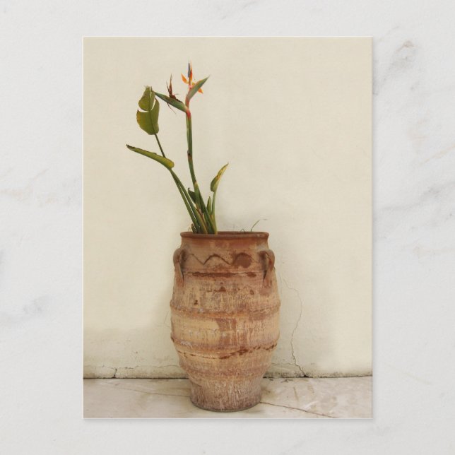 Paradise Plant Postcard Vykort (Framsida)