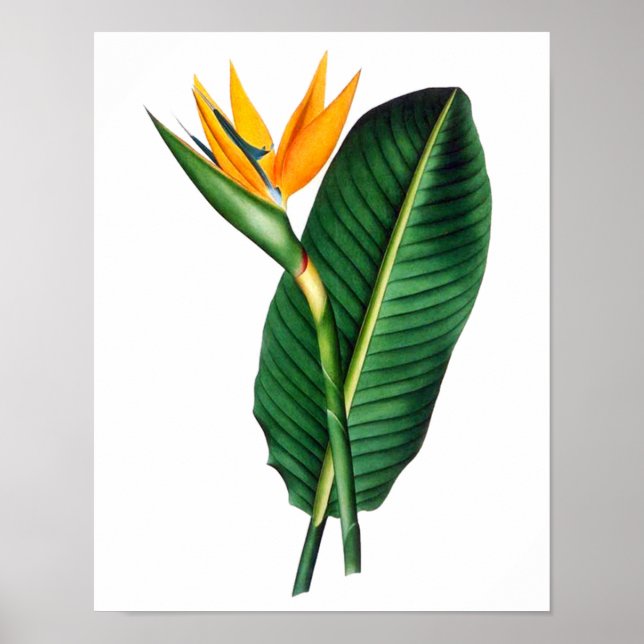 Paradise Skriv ut 1 Tropical Botanical poster (Framsidan)