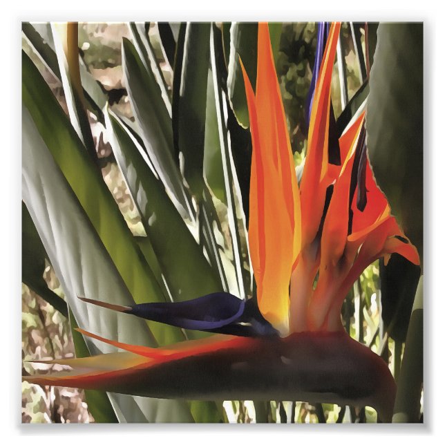 Paradise Strelitzia Reginae Acrylic Painti Fototryck (Framsidan)