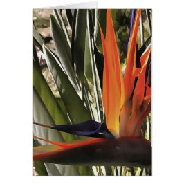 Paradise Strelitzia Reginae Acrylic Painti Hälsningskort