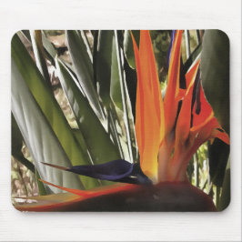 Paradise Strelitzia Reginae Acrylic Painti Musmatta