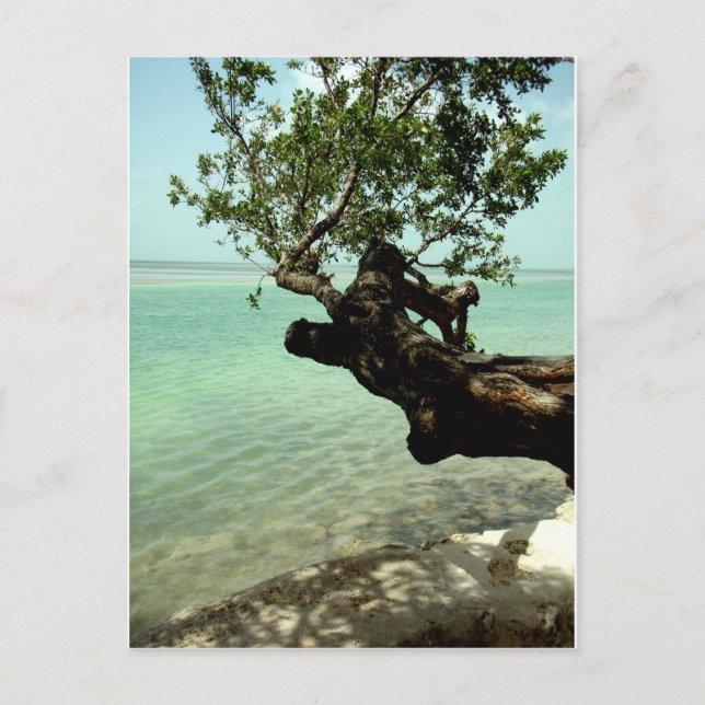 Paradise Vykort (Framsida)