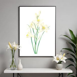Paradisea Vintage Flower Botanical Illustration Poster