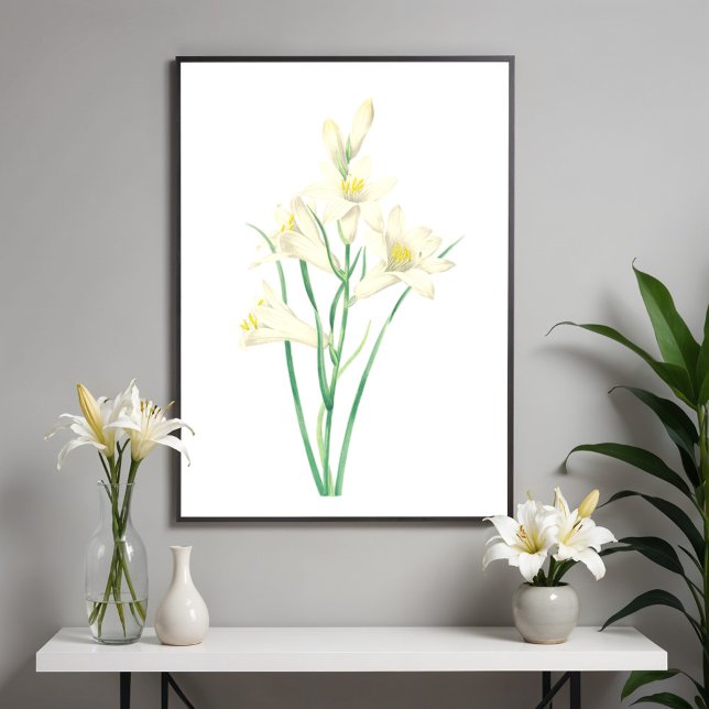 Paradisea Vintage Flower Botanical Illustration Poster (Skapare uppladdad)