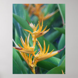 Paradiserade blommor poster