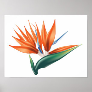 Paradisets fågel, den exotiska blomman från streli poster