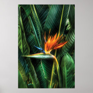 Paradisets födelse poster