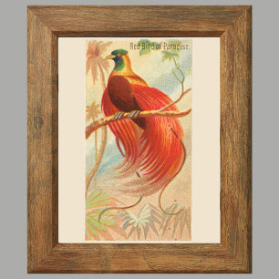 Paradisets röda fågel, galleriväggset 6, 1/6 poster